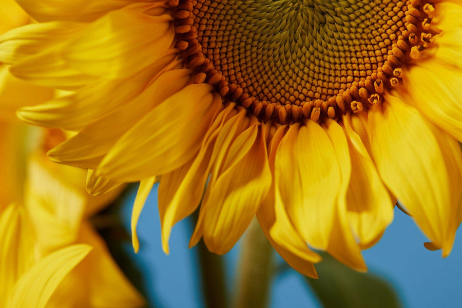 A modern open-concept living and dining room features wood floors, blue chairs, and a dark table. The Golden Petals Wall Mural covers the back wall, providing a vibrant sunflower focal point that energizes the space.