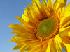 Golden_Sunflower