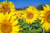 Under a clear blue sky, the "Golden Sunflower Field Wall Mural" features large yellow petals and intricate centers in the foreground, with more sunflowers filling the background for a sunny, cheerful scene.