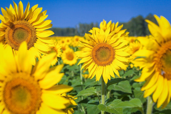 Under a clear blue sky, the "Golden Sunflower Field Wall Mural" by Deposit Photo features large yellow petals and intricate centers in the foreground, with more sunflowers filling the background for a sunny, cheerful scene.