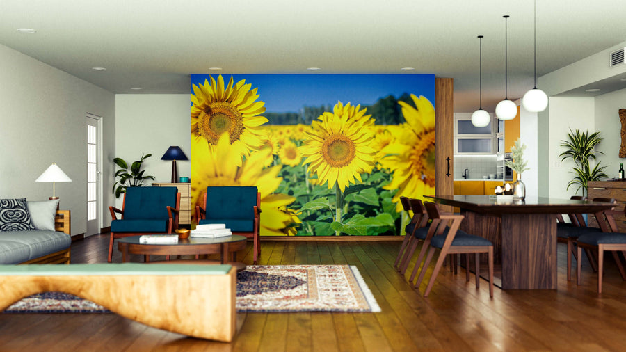 A modern living and dining room with wood floors and mid-century furniture is brightened by a wall-sized Golden Sunflower Field Wall Mural, adding vibrant color and energy to the open, stylish space.