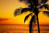 Golden Tropical Sunset Wall Mural Wallpaper Mural Color Original Custom Size