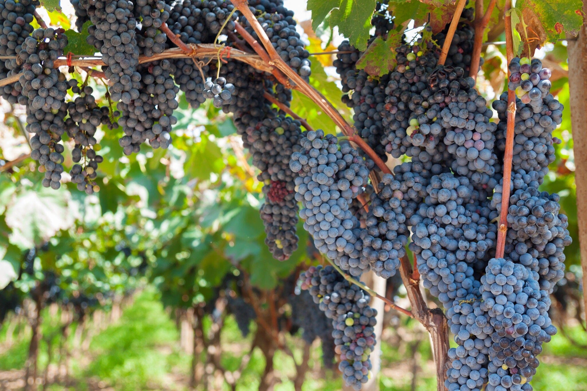 Grape Vines Wall Mural - PASWM
