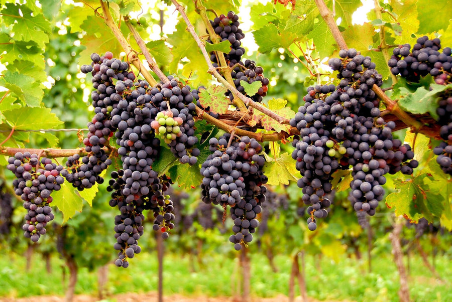 Modern café interior with wooden tables and stools, featuring the Grapes Galore Wall Mural—peel-and-stick decor showcasing ripe purple grapes on vines. Shelves with bottles and plants complete the cozy vineyard-inspired atmosphere.