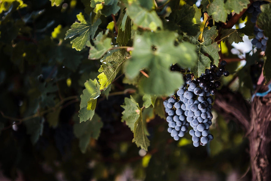 Close-up of a cluster of dark purple grapes hanging from a vine, surrounded by lush greenery with sunlight filtering through. This scene resembles the Wine 9 Wall Mural. The focus is on the grapes' texture and color against a softly blurred background.