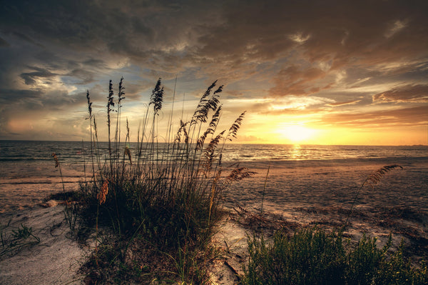 Sunset over ocean with tall grass and sea oats – Peel and Stick Wall Murals