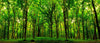 Green Green Spring Forest Trees Wall Mural Wallpaper Mural Deposit Photo Color Original Custom Size