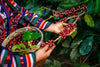 A person harvests ripe red coffee cherries amid lush foliage—an ideal scene for the Handpicked Coffee Berries Wall Mural, perfect as a custom printed or peel and stick mural in your space.