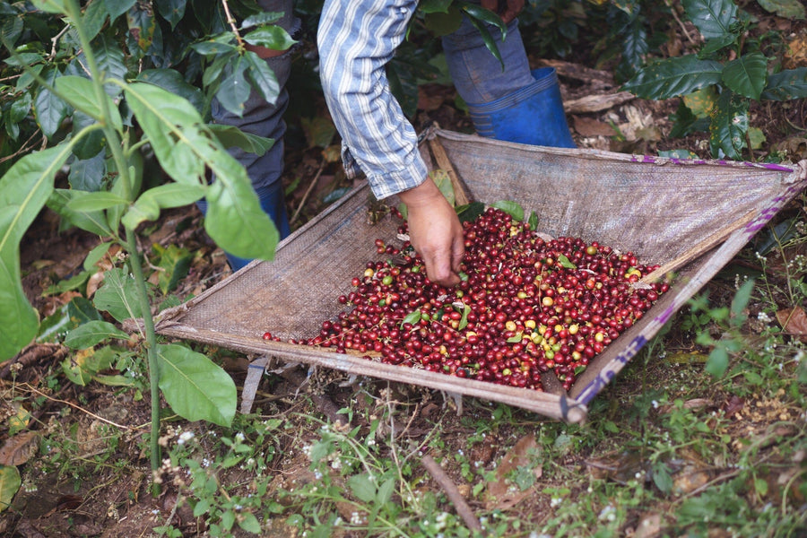 A modern café interior features wooden tables, stools, pendant lights, and small plants. A "Handpicked Coffee Harvest Wall Mural" decorates the back wall with a close-up of a hand picking red coffee cherries.