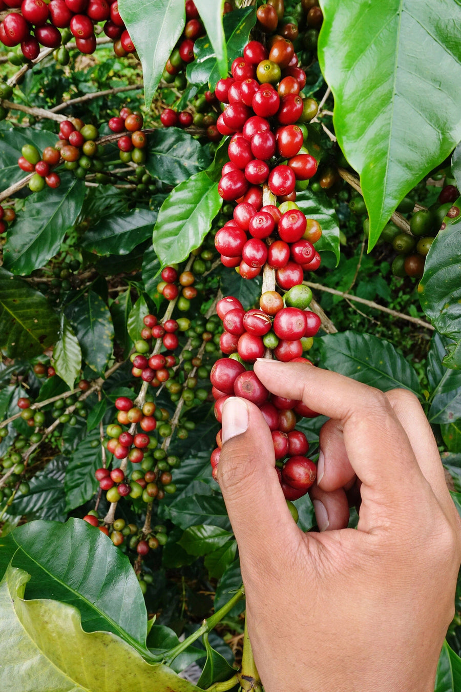 A bright coffee shop features wooden tables, stools, pendant lights, large windows, potted plants, a corkboard with notes, and a modern vibe. The Handpicking Coffee Cherries Wall Mural adds an inviting touch with its custom design of hands picking red cherries.