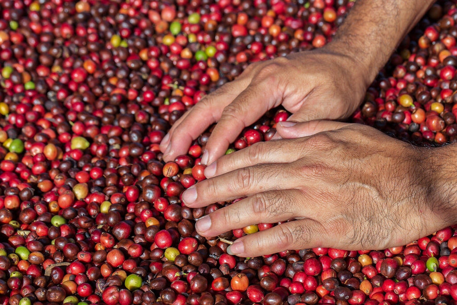 A modern café with wooden tables and stools features the Hands in Coffee Cherries Wall Mural, showing two hands touching red coffee cherries. Large windows bring in natural light, and small plants decorate the tables.