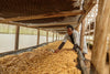 Wearing a light coat, a person arranges coffee beans on a drying bed inside a wooden structure. The Hands of the Harvest Wall Mural adds vibrant color to the space, while mesh and plastic shield the crop from the elements.