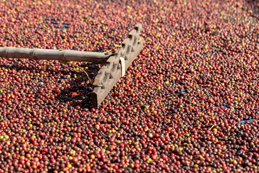 A modern café with wooden tables and stools, small succulents as centerpieces, and the "Harvest of Aroma Wall Mural" featuring red coffee cherries being raked, viewed through large windows that let in natural light.