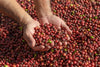 Two hands cradle ripe red coffee cherries among others in various ripeness stages, much like the Harvested With Heart Wall Mural that captures the vibrant essence of nature's bounty with its removable design.