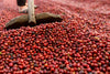A wooden rake spreads a large pile of harvested red coffee cherries, creating a textured surface evocative of the Coffee 8 Wall Mural, while an out-of-focus worker appears in the background. The tightly packed cherries display rich red hues with hints of green and brown.