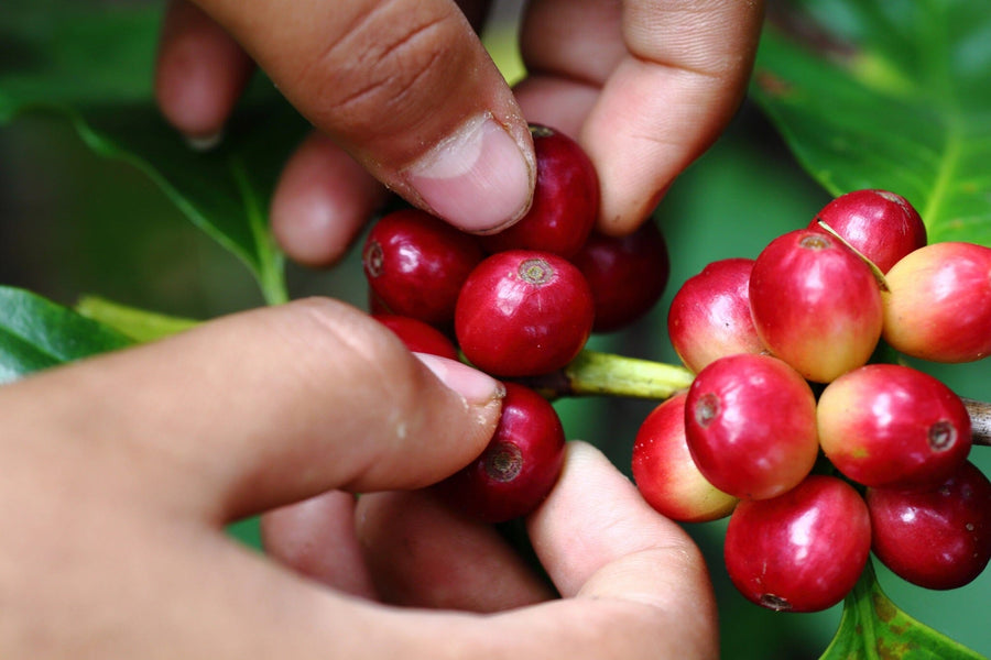 A modern café interior with wooden tables, potted plants, and pendant lights is bathed in sunlight. The back wall features the Harvesting Coffee Cherries Wall Mural, depicting hands picking ripe red coffee cherries.