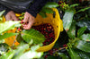 Hands pick ripe coffee cherries among glossy leaves, dropping them into a yellow bucket—a scene captured in the Coffee 13 Wall Mural, perfect for custom printed murals or removable wallpaper in any space.