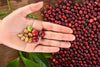 A hand holds unripe green, ripe red, and dried coffee beans. Below, an array of ripe cherries is spread on wood, reminiscent of a Coffee 20 Wall Mural. Green leaves add contrast to this vibrant scene.