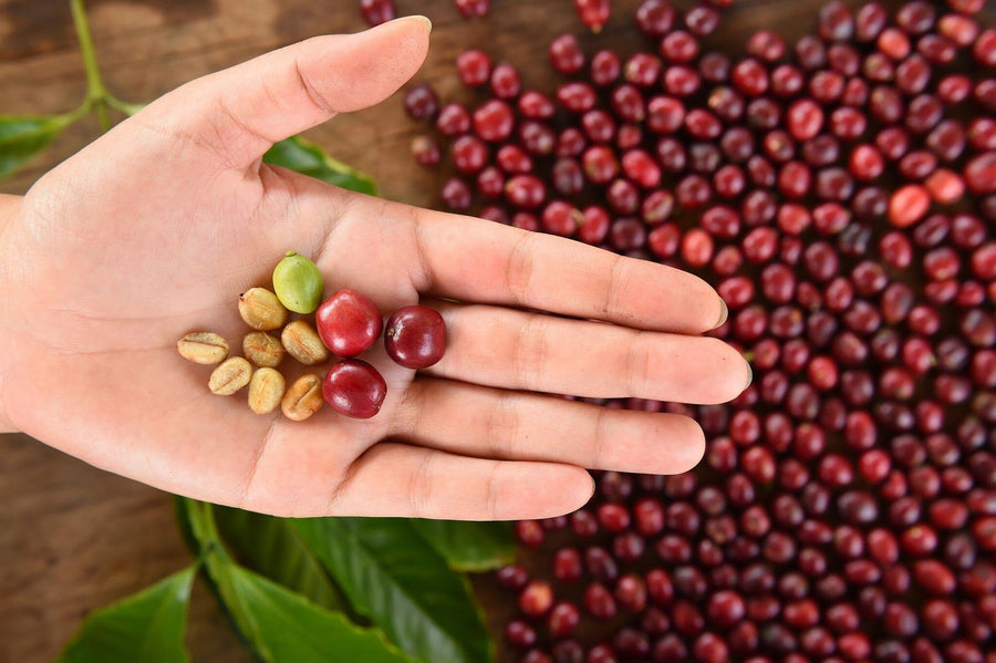 A modern café features wooden tables and stools, potted plants, pendant lights, and the Holding Coffee Cherries Wall Mural depicting a hand with coffee cherries against coffee beans on the back wall. Windows line the left side.