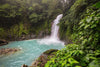 Jungle of Costa Rica Wall Mural Peel and stick Wall Mural Color Original Custom Size