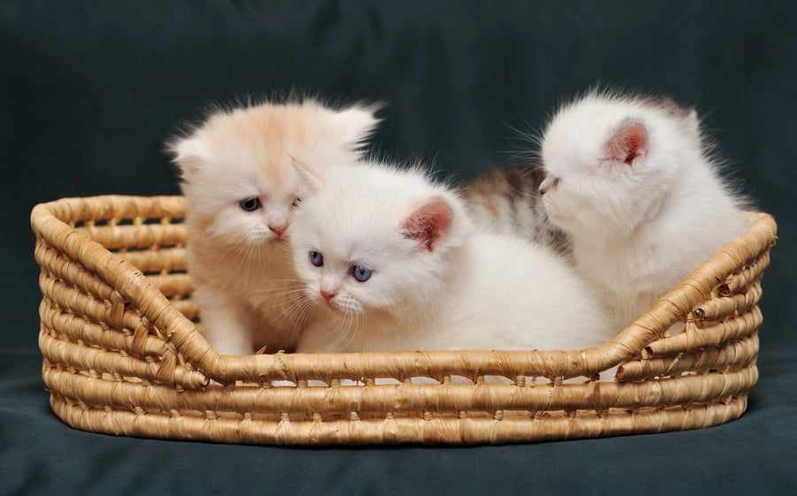 A cozy nursery features the Kitten Basket Wall Mural showing three fluffy kittens in a wicker basket, along with a white crib and mobile, armchair with teddy bear, side table, bookshelf, window blinds, and a patterned rug.