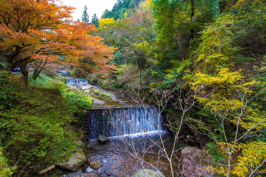 A modern open-concept living and dining room with wooden floors, blue furniture, pendant lights, and the Kyoto During Fall Wall Mural brings vibrant autumn nature scenery into the stylish interior.