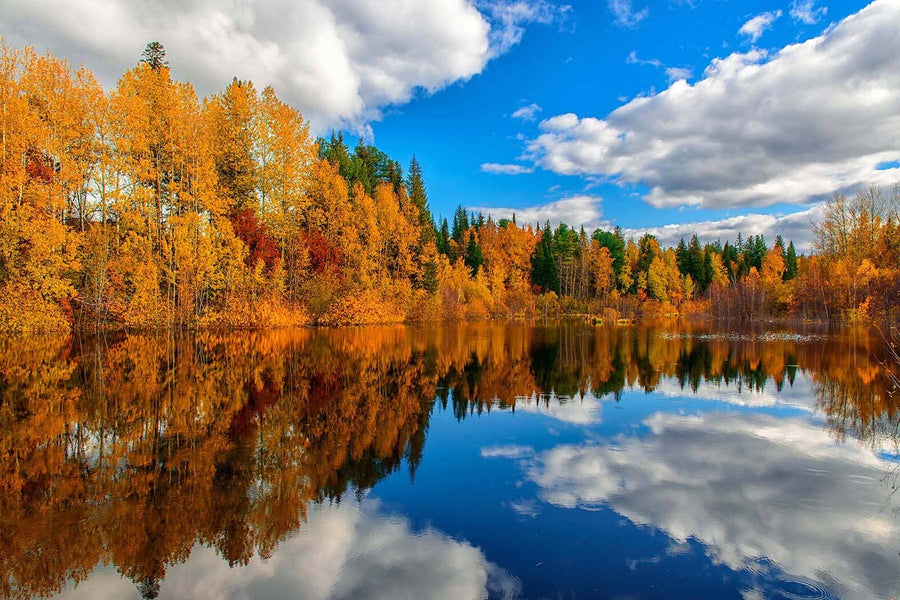 A modern living-dining room with wooden floors and mid-century furniture features the Lake Blue Skies and Fall Colors Wall Mural, creating the illusion of a scenic lake with autumn trees and blue sky indoors.
