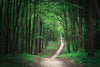 Long Pathway in Green Forest Wall Mural Wallpaper Mural Deposit Photo Color Original Custom Size