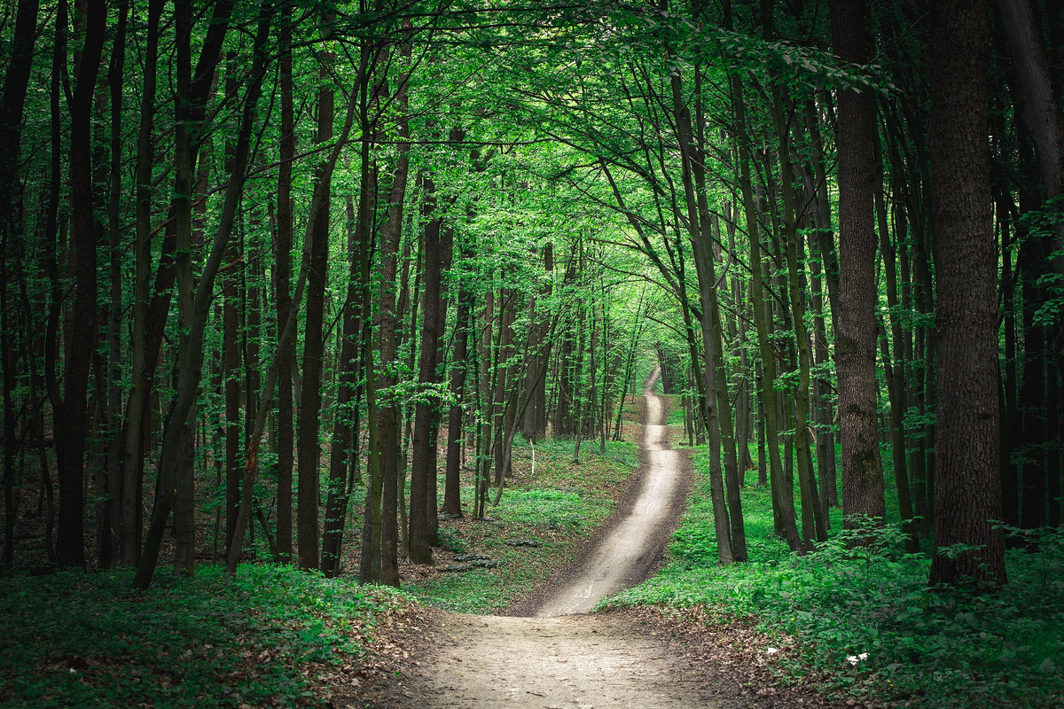 Long Pathway in Green Forest Wall Mural