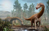 Two large, long-necked dinosaurs with small heads and long tails stand in a lush, prehistoric forest. The Lost Woodland Wall Mural features ferns, towering conifers, and lifelike details—perfect for creating a Jurassic atmosphere.