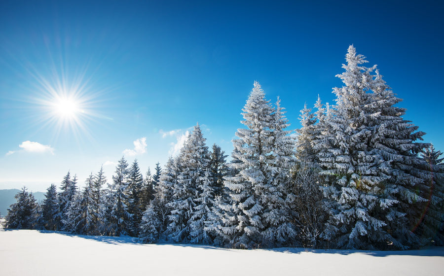 trees covered in snow with the sun shining – Peel and Stick Wall Murals