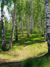 Birch Tree Forest Path Wall Mural