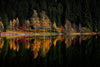 trees reflecting on the lake – Peel and Stick Wall Murals