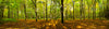 Autumn Forest Panorama Wall Mural