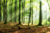 Beautiful Soft Focus Morning in the Forest Wall Mural