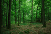 Beautiful Green Forest in Germany in Summer Wall Mural