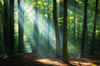 Beautiful Sunrise in Green Forest Wall Mural