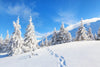 Beautiful Winter Landscape with Fir Trees in Mountains Wall Mural
