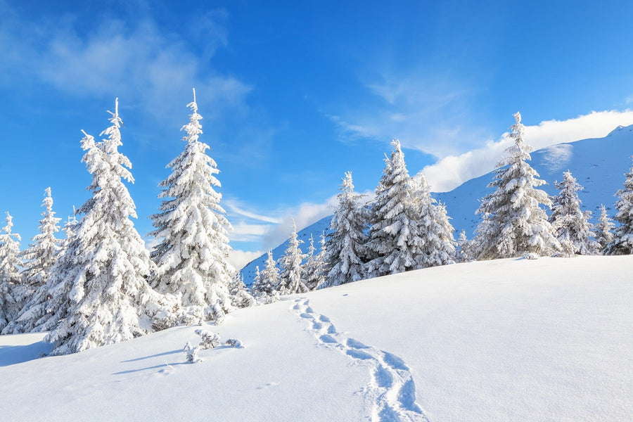 Snowy mountain landscape with fir trees and footprints in the snow – Peel and Stick Wall Murals