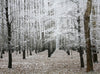 Beautiful Winter Trees Dusting of Snow Wall Mural