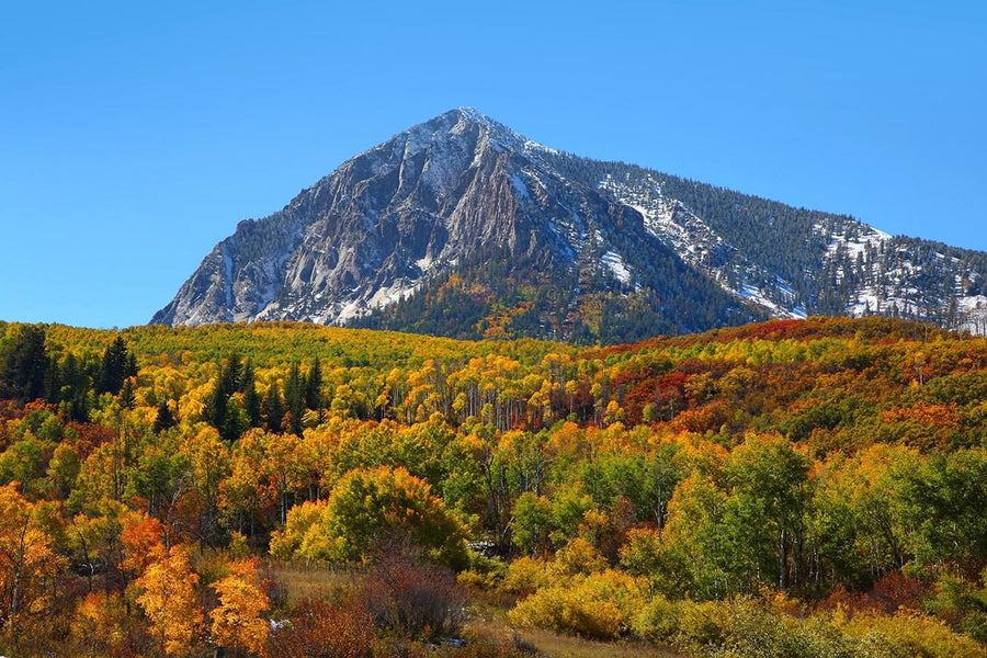 Capture the stunning view of a majestic snow-dusted mountain and vibrant autumn forest with the Beckwith Mountain Wall Mural, perfect for adding natural beauty to your space.