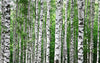 Birch Tree Trunks In Summer Wall Mural