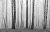 Birch Trees Black and White Wall Mural