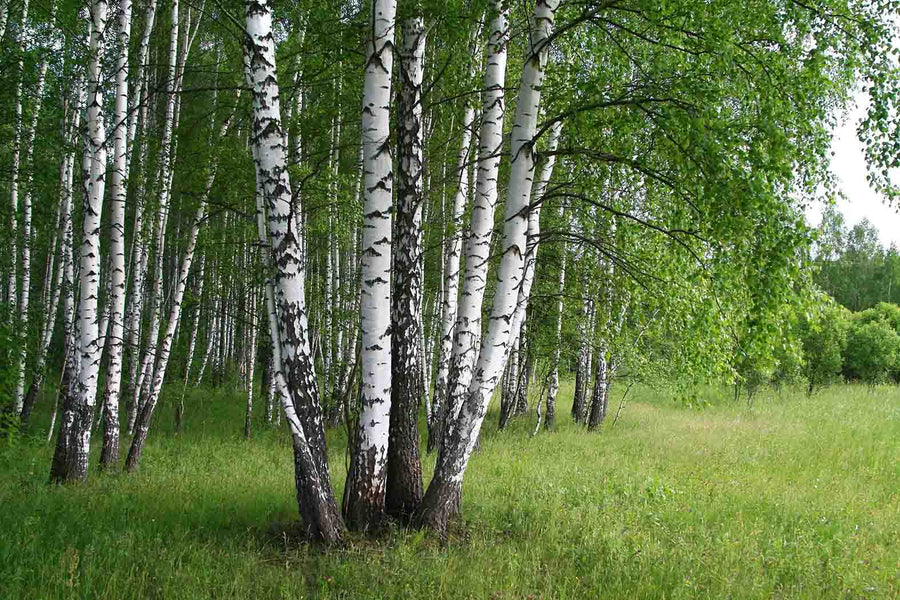 Birch Trees Grouping Wall Mural