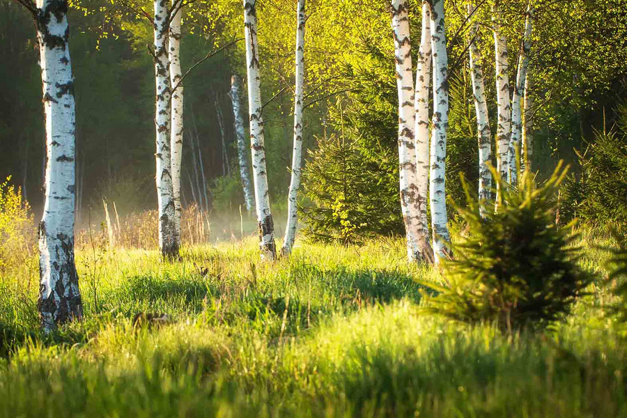 The Birch Trees Summer Morning Wall Mural depicts a tranquil forest with tall white birch trees casting shadows in the dappled sunlight, lush green grass, and scattered evergreens, capturing the warm atmosphere of sunlight filtering through leaves. Perfect for a serene decor touch.