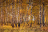 Birch Trees In A Sunny Golden Autumn Day Wall Mural