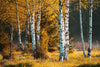 Birch Trees In Autumn Forest Wall Mural