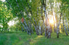Birch Trees in The Morning Wall Mural
