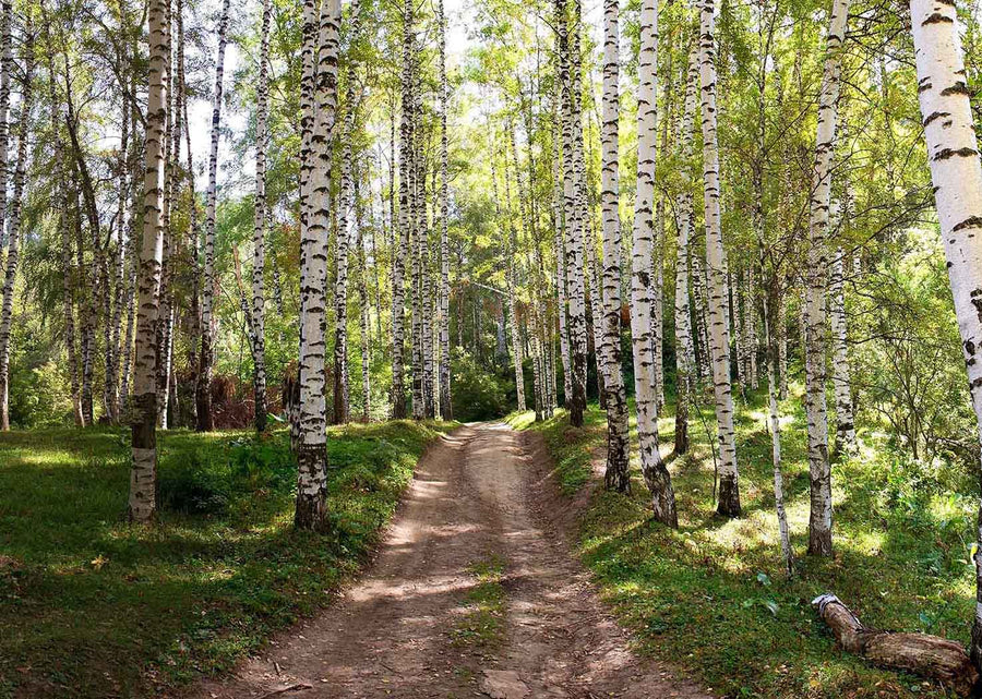 Birch Trees On Dirt Road Wall Mural