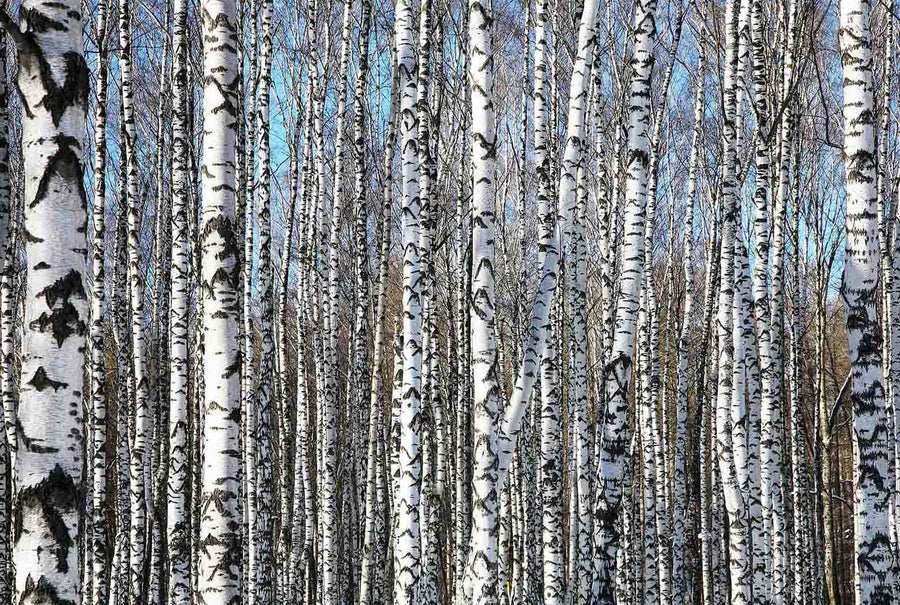 Birch Trees On Blue Sky Wall Mural Wallpaper Mural Deposit Photo Color Original Custom Size